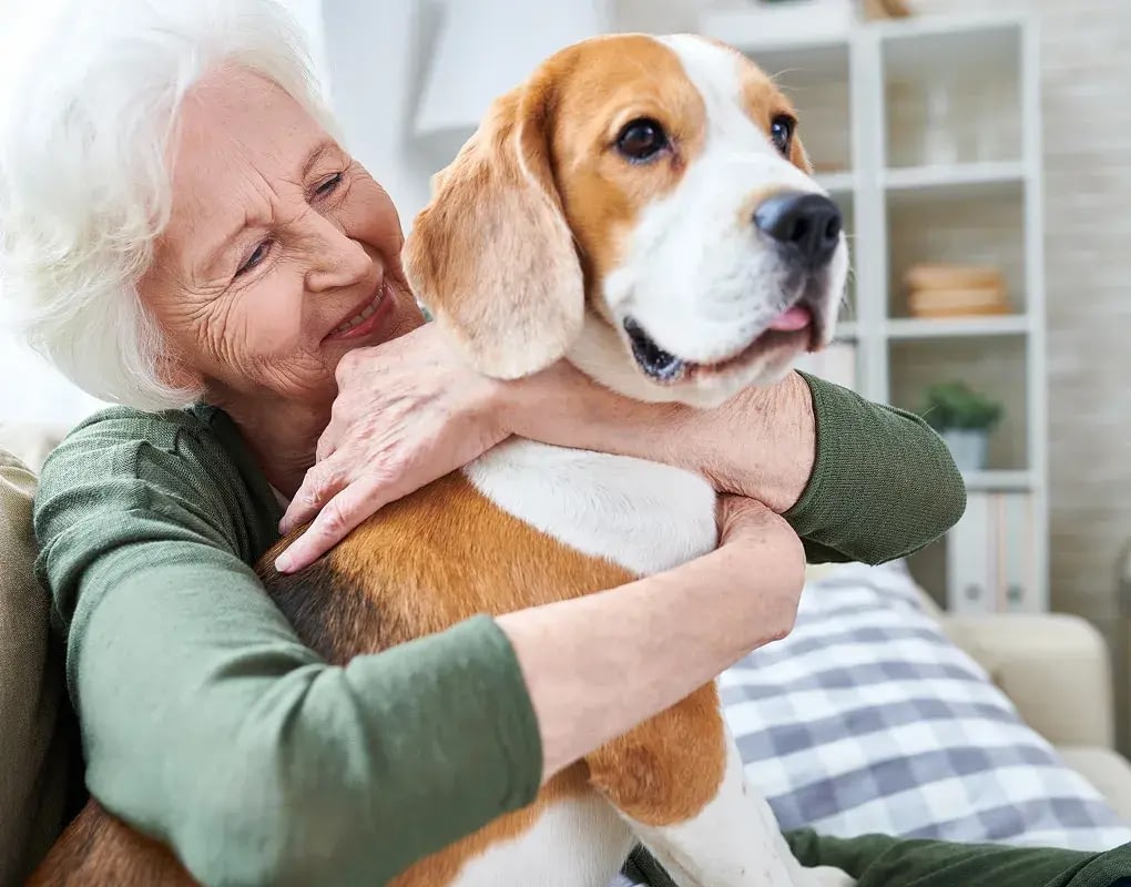 Smiling senior woman hugging her beagle dog