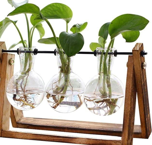 Plants growing in glass bulb vases on wooden stand