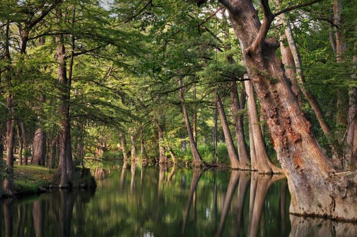 Cypress trees along a peaceful river in the Texas Hill Country